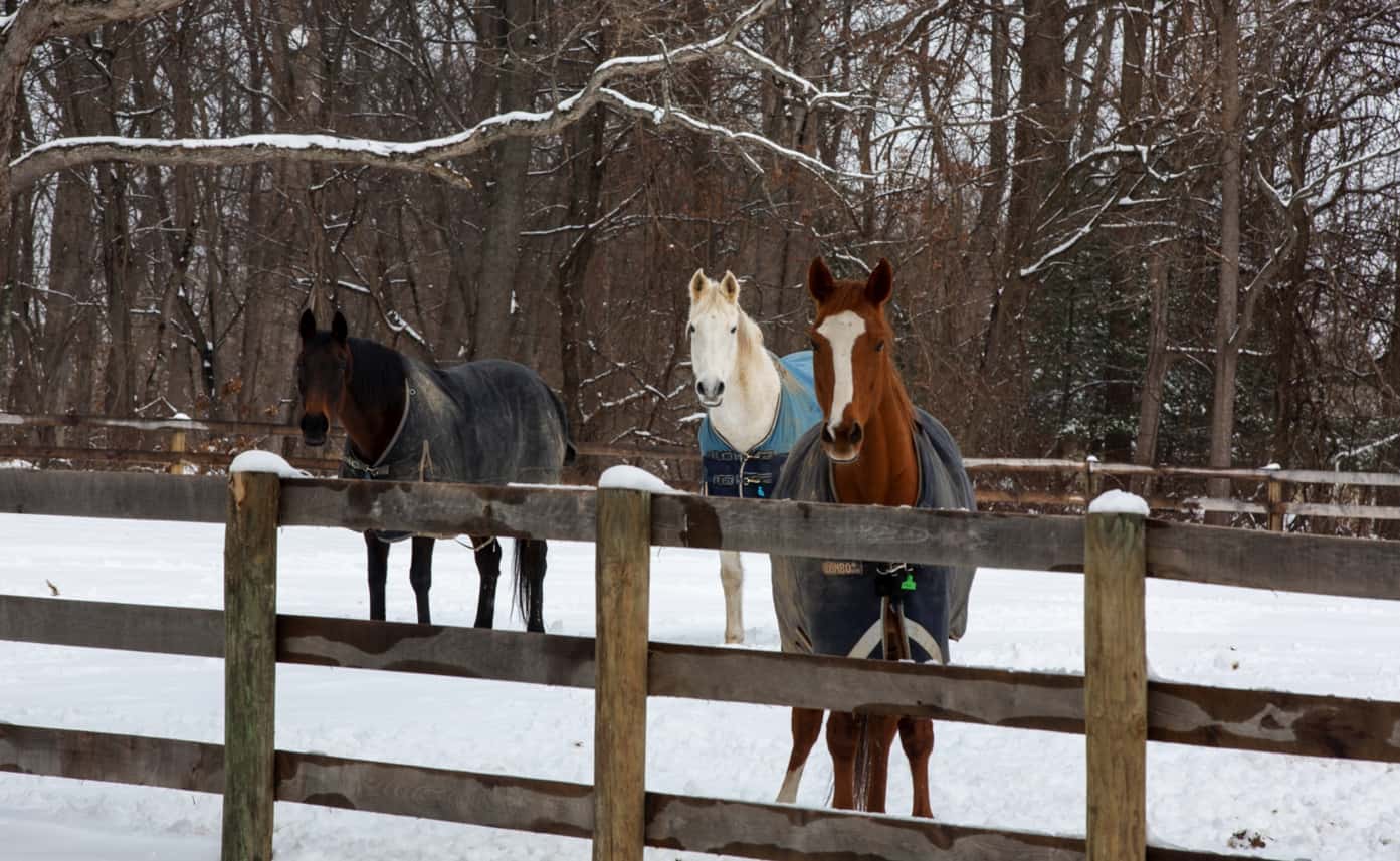 three horses wearing winter weather protective gear standing on a snow covered field behind a wooden fence but in front of a forest