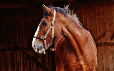 Four Reasons Your 12’ x 12’ Horse Stalls Might Be Too Small